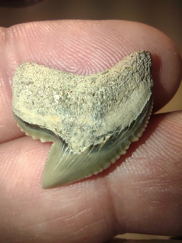 Vero raro fossile dente di - vero,