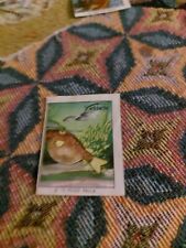 Ferrero Figurina Anni 50/60 Caccia Subacquea N. 15 Pesce Palla