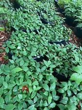 Asimina triloba, Asiminier trilobé, Paw paw, 10 à 500 plantes de l'année (lire)