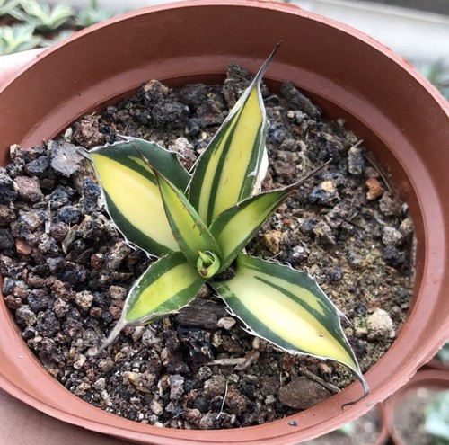 Pianta succulenta cactus - pianta,