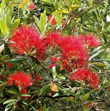 Metrosideros Excelsa Seeds
