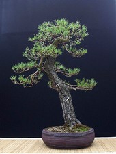 PINUS SYLVESTRIS, PINO SILVESTRE, 25 SEMI, SEMI BONSAI, SEEDS