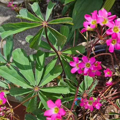Bulbi oxalis lasiandra - 10,