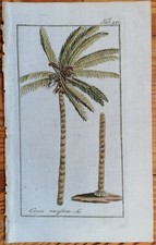 Rabbia Stampa Originale Colorata Botanica Cocco Palma Cocos nucifera - 1796
