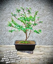 Prunus incisia kojou mai - prunus, "kojou-no-mai"