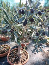 Pianta Di Ulivo Bonsai Ciotola 20 