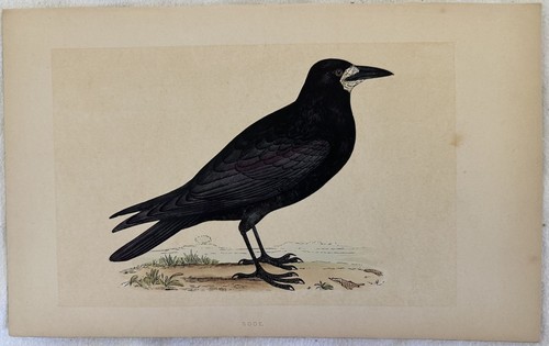 Rook corvo comune - corvo, corvus