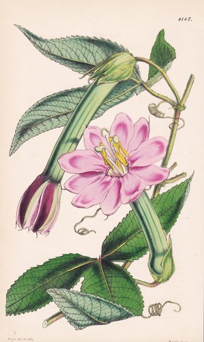 Tacsonia mollissima south - tacsonia,