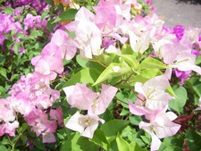 BOUGAINVILLEA IMPERIAL THAI