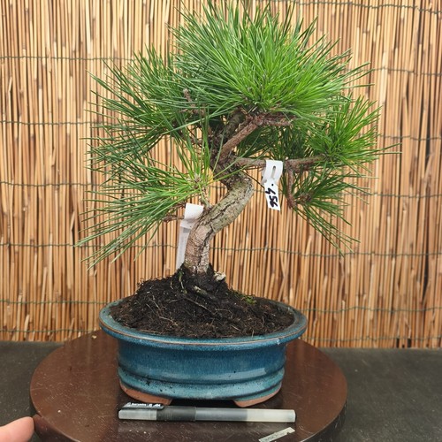 Bonsai pino thumbergii h - bonsai,