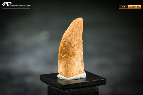 Dente fossile dinosauro - fossile,