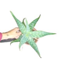 Aloe saponaria maculata pianta succulenta