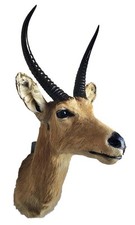 Preparazione antilope