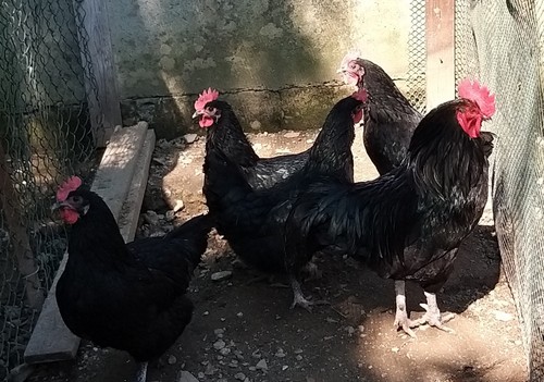 Uova fertili australorp - 10,