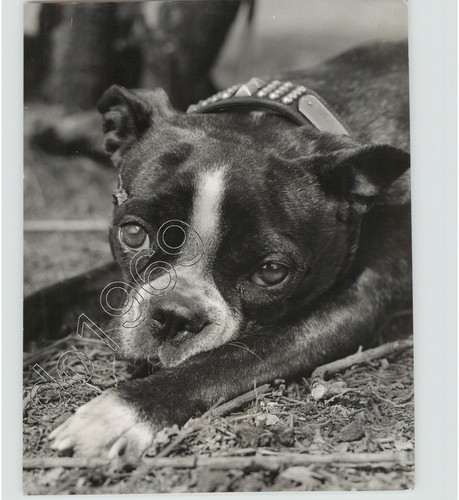 Cute bulldog puppy portrait - cute,