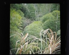 Schermo luminoso per ROLLEIFLEX 3.5 3.5MX 2.8A C D ROLLEICORD III,IV,V,Va 56*64mm