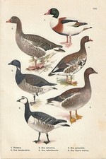 Stampa antica UCCELLI ANATRE