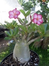 Adenium arabicum 5 - adenium,