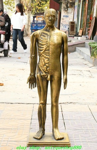 Statua esemplare corpo umano