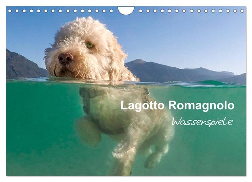 Lagotto romagnolo - lagotto,