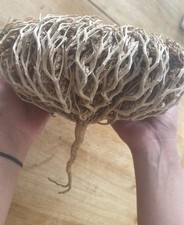 Fiore di Maryam estremamente grande, Rosa di Gerico, Anastatica Hierochuntica 293g