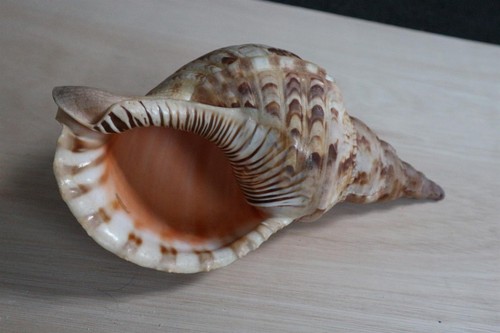 Ancien coquillage triton - ancien,