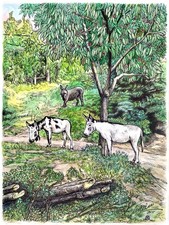 Asinelli al pascolo. Dipinto a inchiostro e acquerello, 30x40 cm.