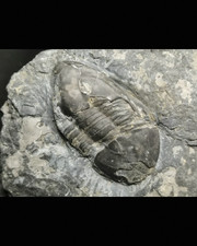 Squisiti fossili del periodo