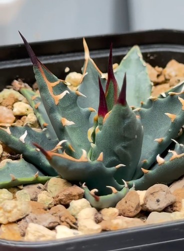 Pezzi rara agave - 1/3/5,
