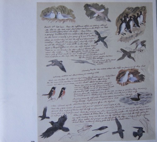 Bellissima stampa uccelli - stampa,