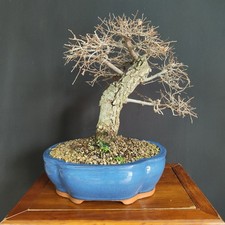 BONSAI  DI OLMO CAMPESTRE