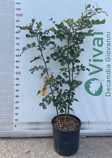 PIANTA DI CARRUBO "Ceratonia