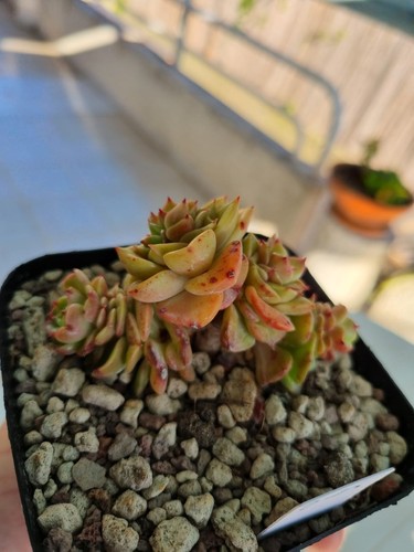 Echeveria rolly vaso foto - echeveria,