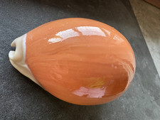 Cypraea aurantium (Gmelin