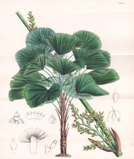 Licuala Grandis New Britain