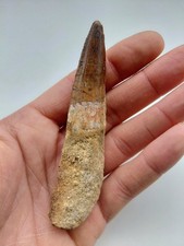 Eccezionale Dente di