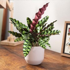 1 PIANTA DI CALATHEA INSIGNIS
