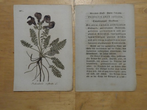Orig incisione - (circa,