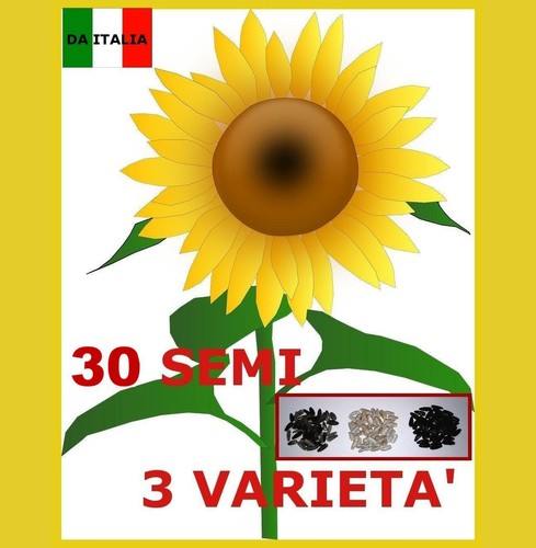 Girasole gigante sunflower - girasole,