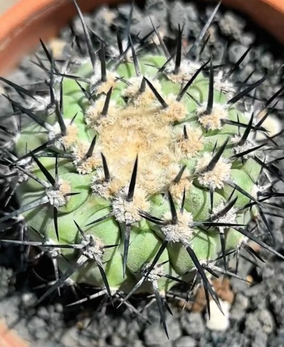 Copiapoa cinerea - cm,