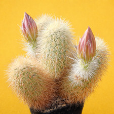 Echinocereus freudenbergeri