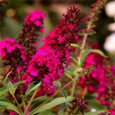 Buddleia Royal Red Rossa "Albero delle Farfalle" pianta in vaso 7x7