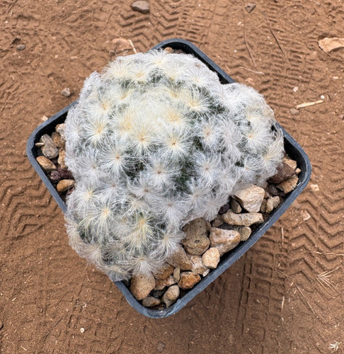 Mammillaria plumosa cactus - -,
