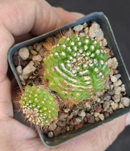 Notocactus werdermannianus - , f