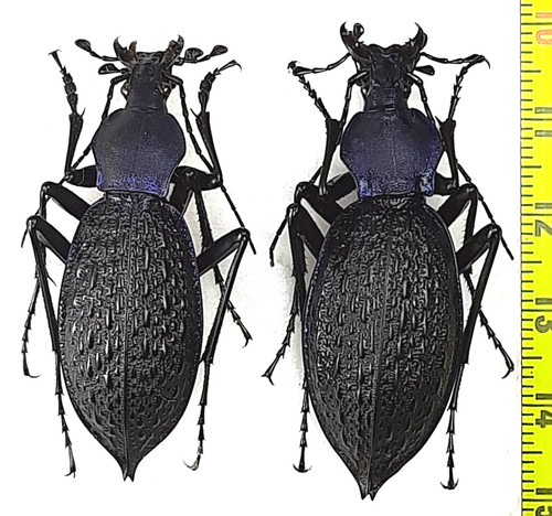 Carabidae carabus - carabidae,,