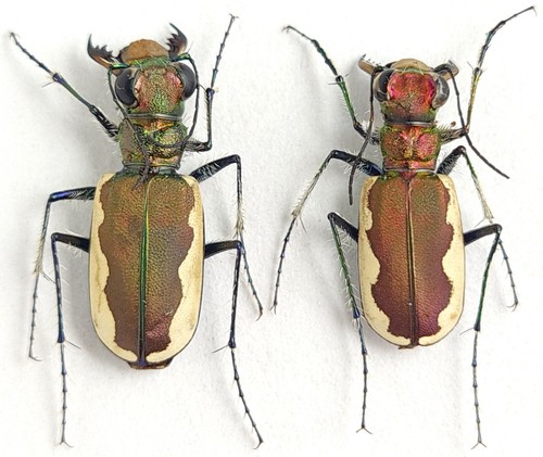 Carabidae cicindelinae - carabidae,,