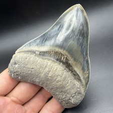 DENTE DI SQUALO MEGALODONTE DI