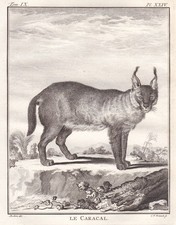 Incisione Di Caracal Karakal