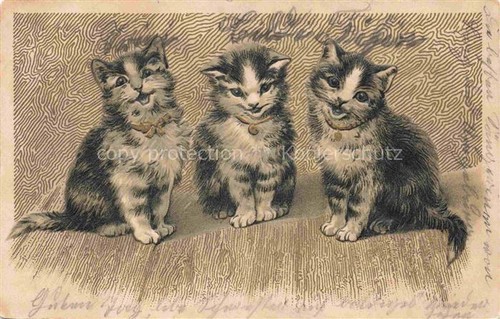 Gatti cats chats - gatti,