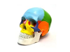 Anatomia scheletrica colorata